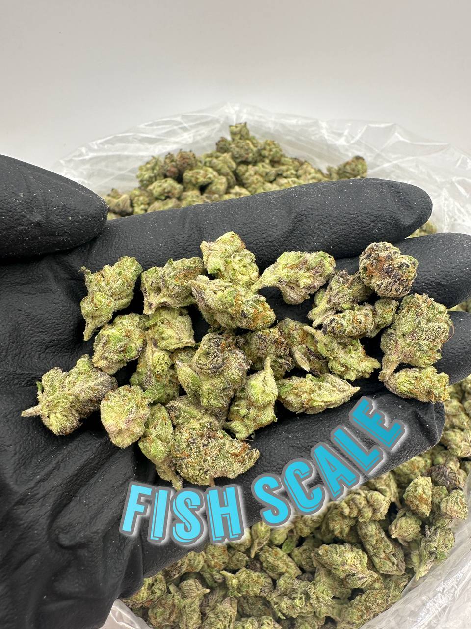 INDOOR SMALLS