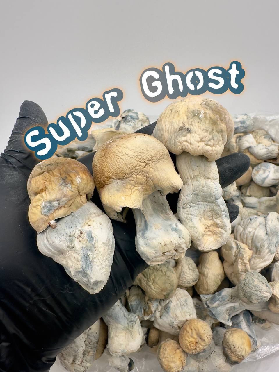 GOD TIER MUSHROOMS